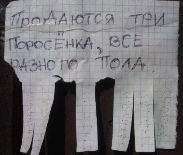 Три поросенка