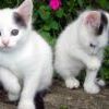 котята котята