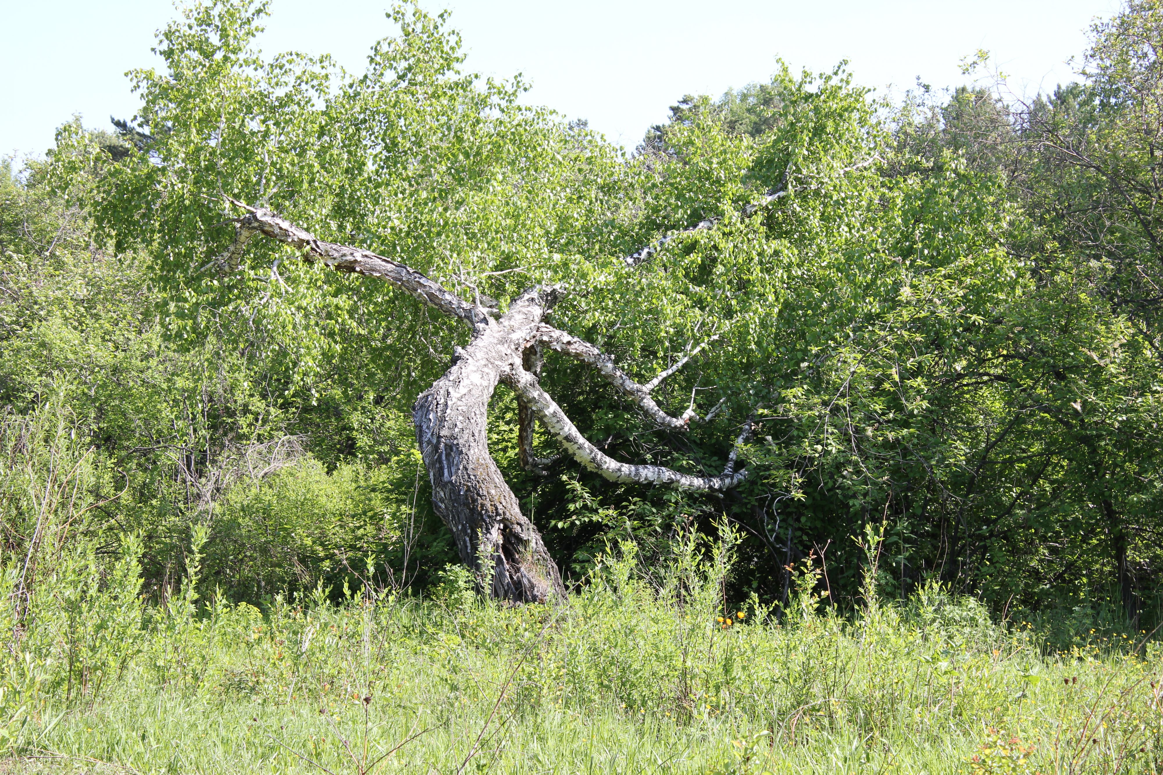 Причуды природы.