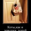 Нелогичные действия котов Нелогичные действия котов