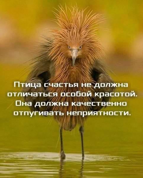 Птица Счастья
