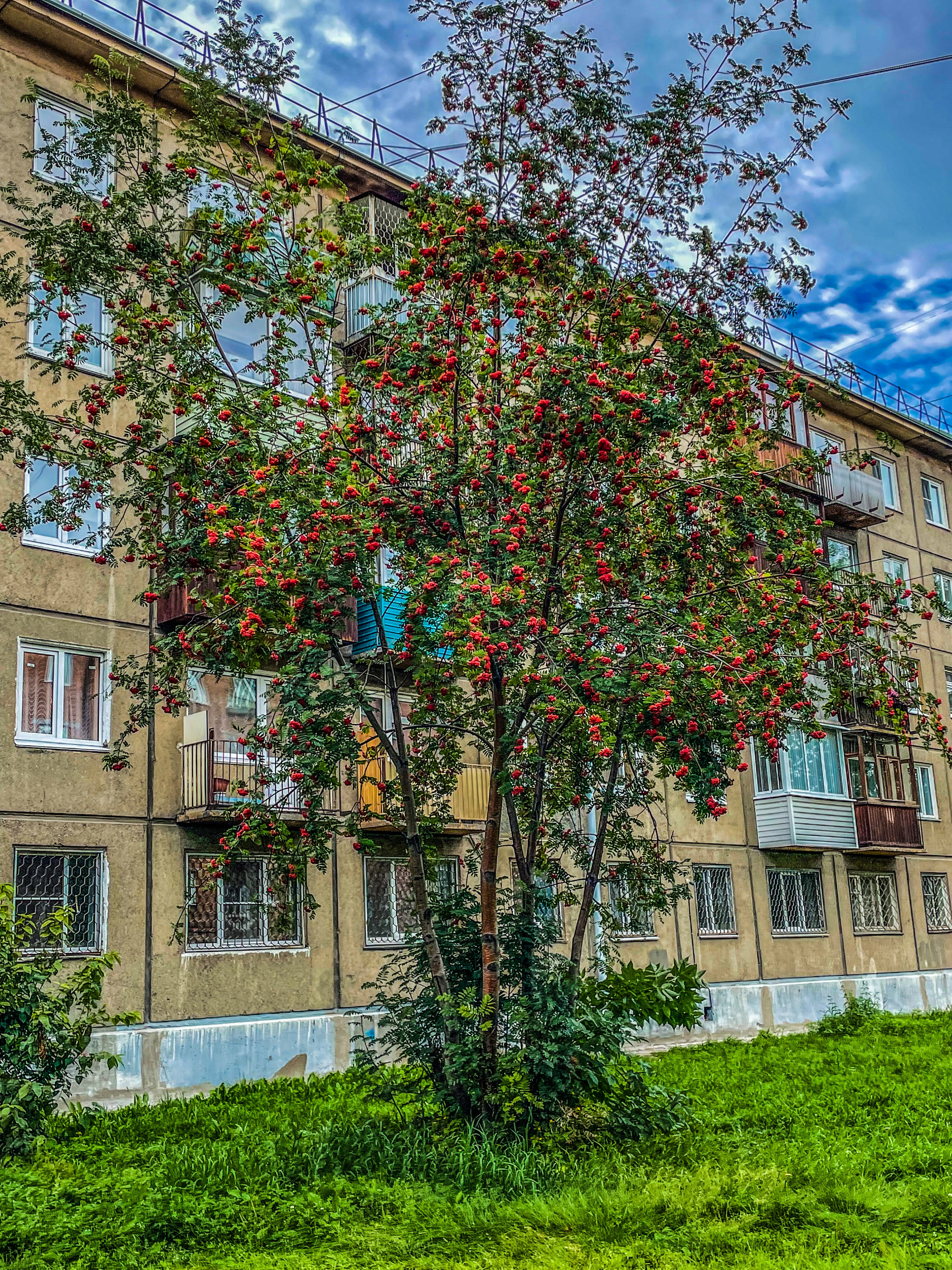 Когда горят костры рябин?