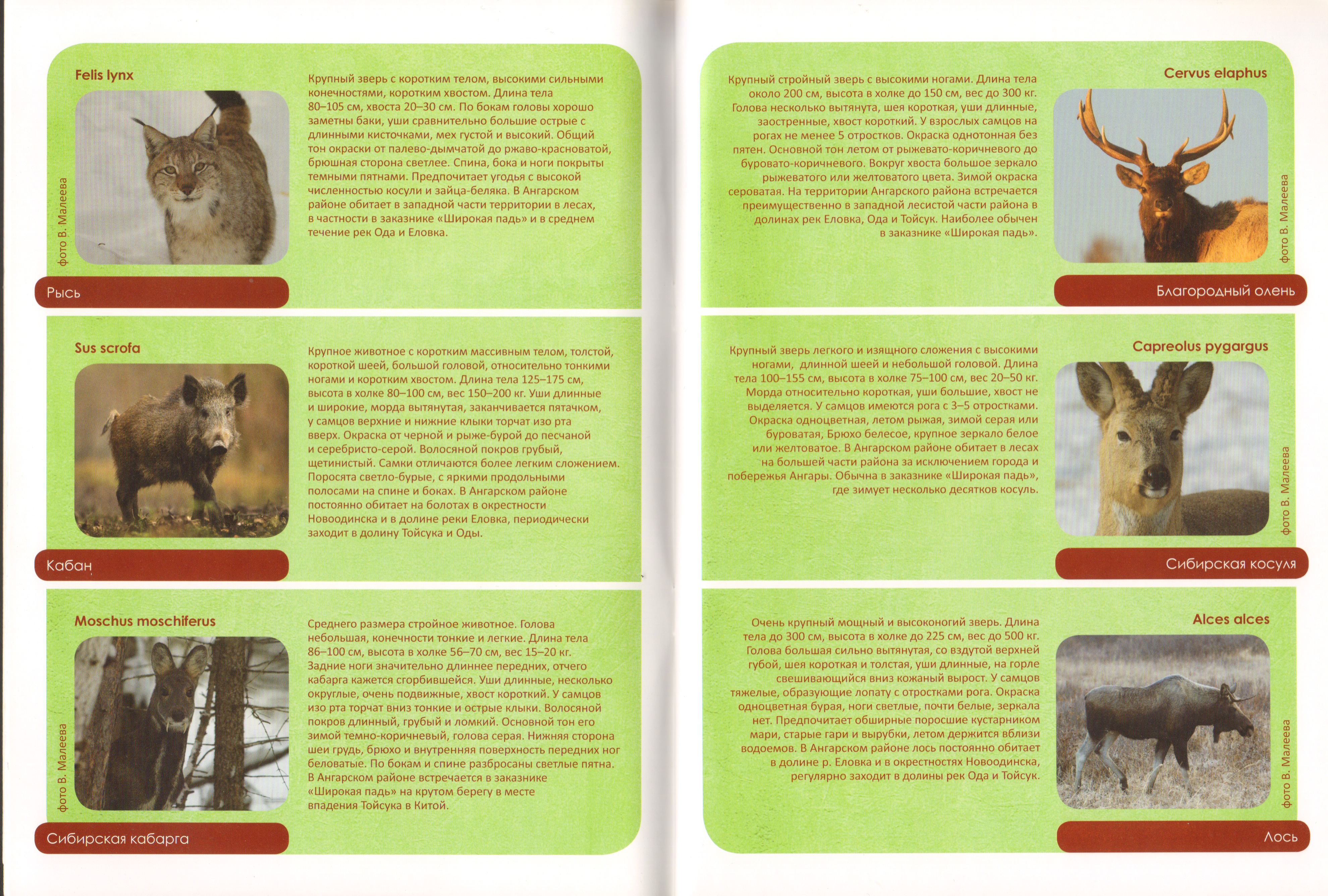 Животный мир Ангарского района 05