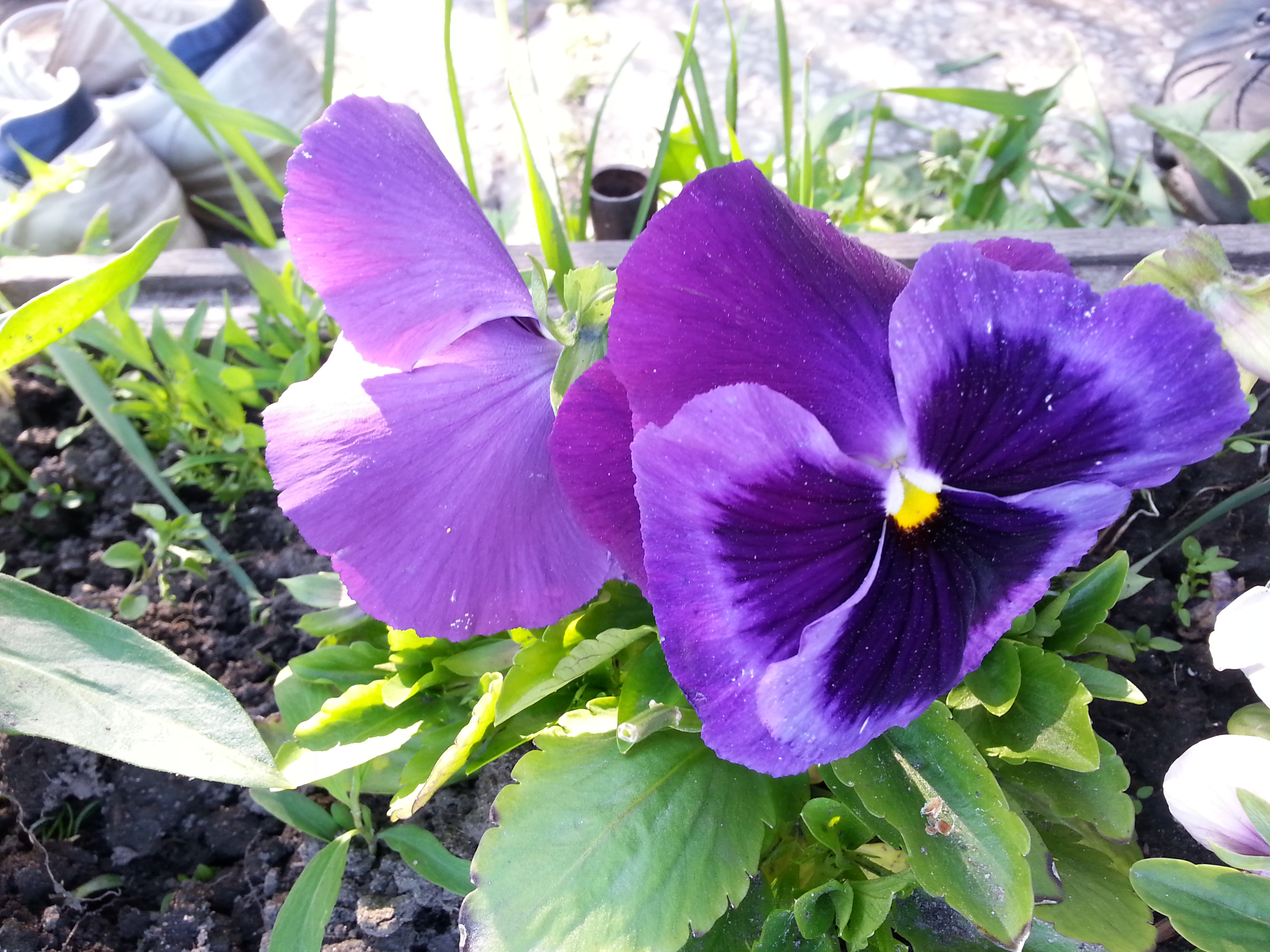 Онюткины глазы)))))