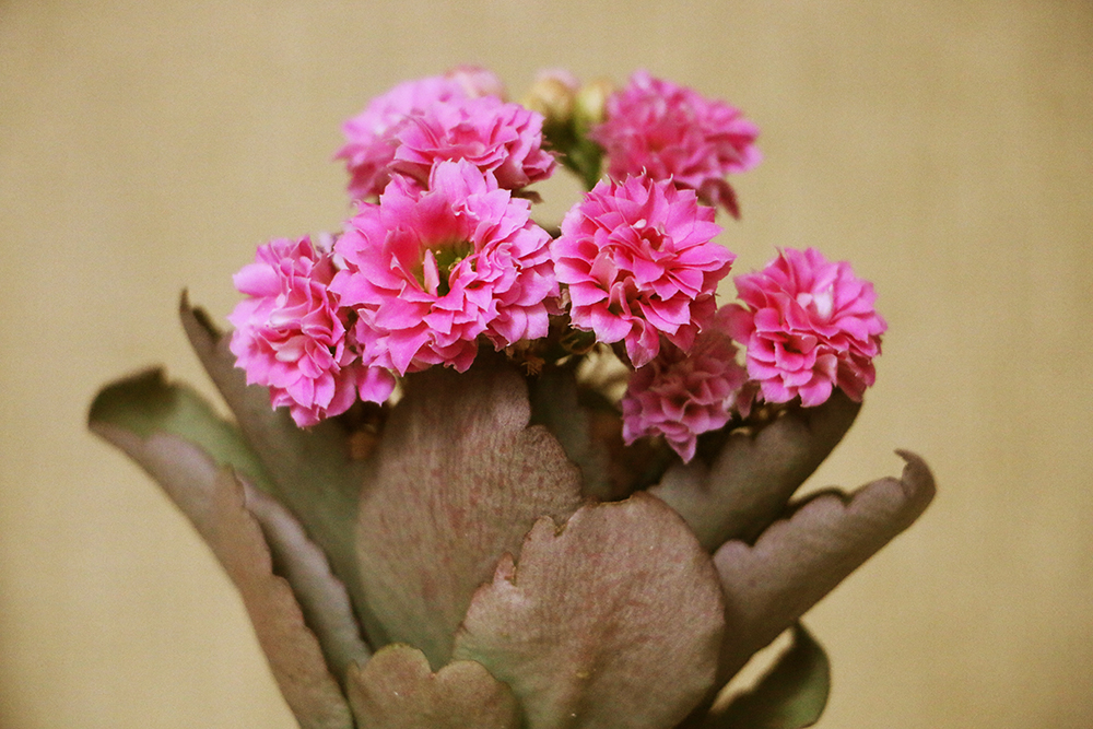 Цветущий каланхоэ