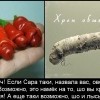 Хрен