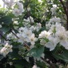 Чубушник цветкует