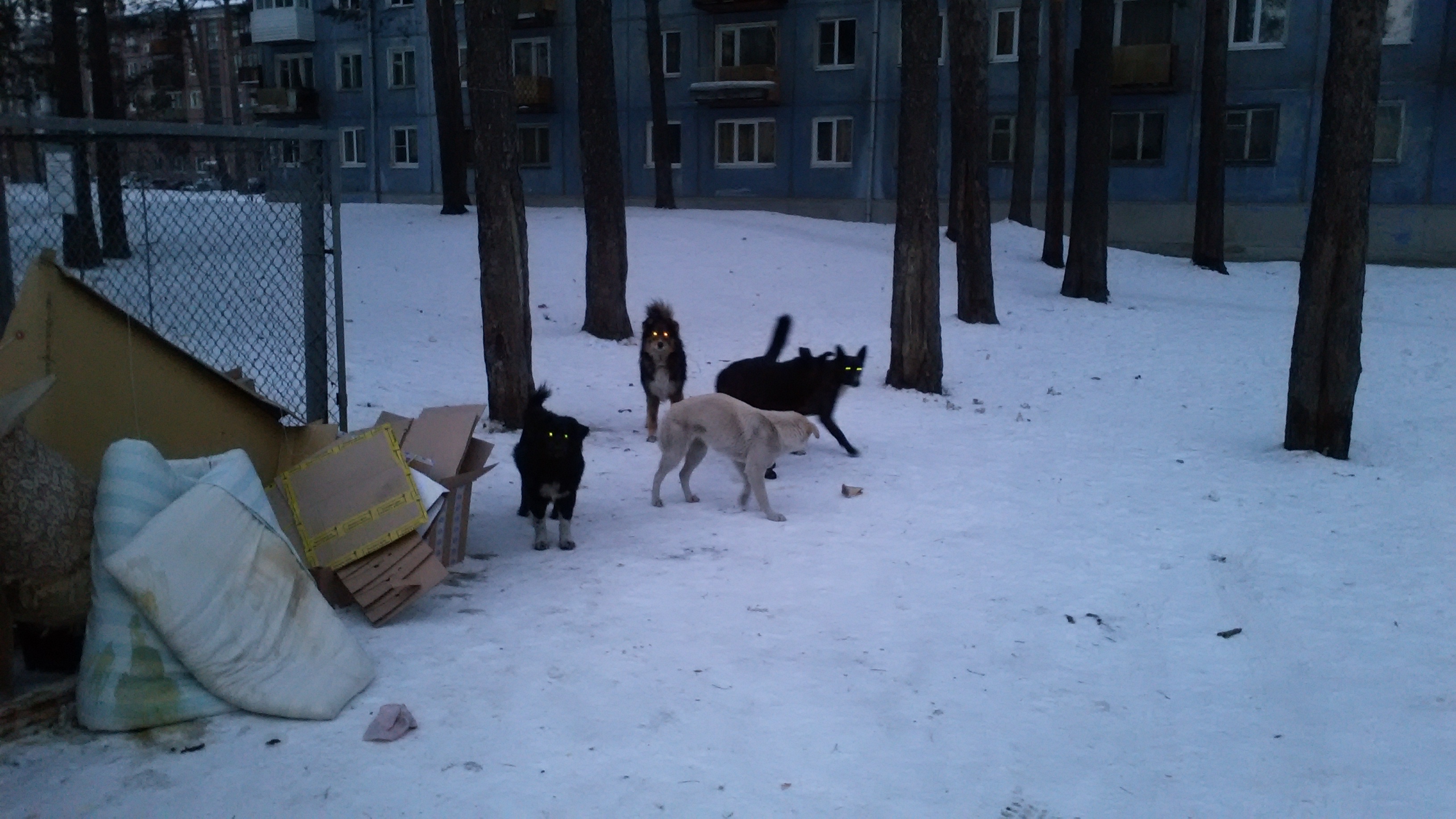 Бродячие собаки Ангарска 207 кв-л