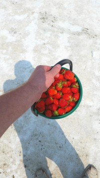 сирёгины веселые тень и рука кулубничноведерные)))) сирёгины веселые тень и рука кулубничноведерные))))