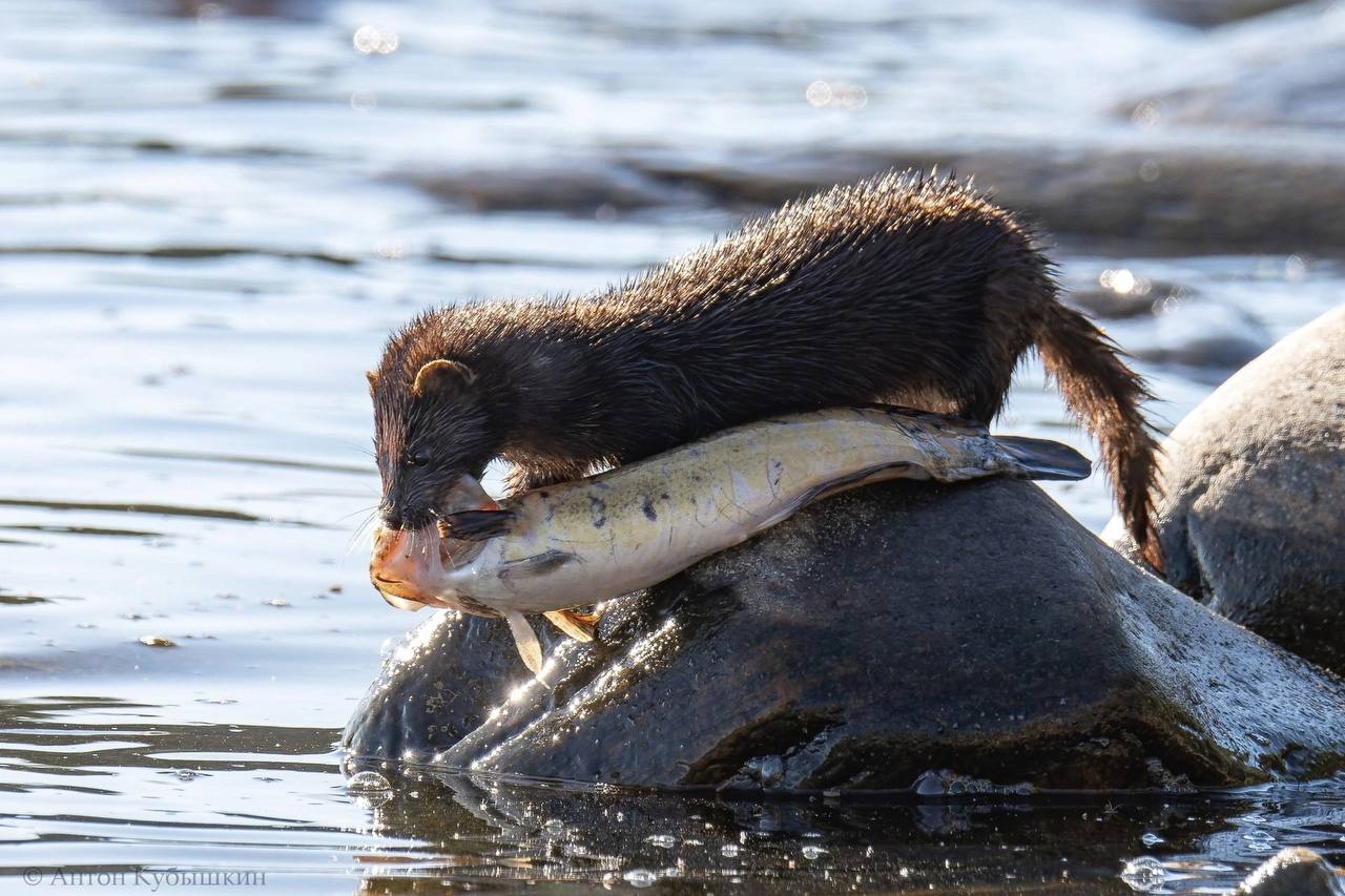 Хороший улов 