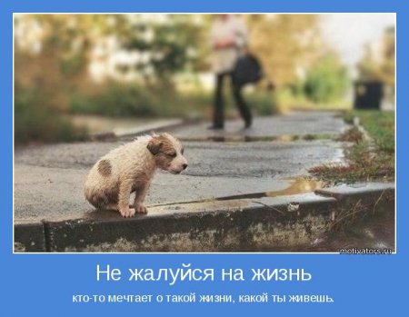 Не жалуйся на жизнь