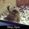 мир, брад)))))) мир, брад))))))
