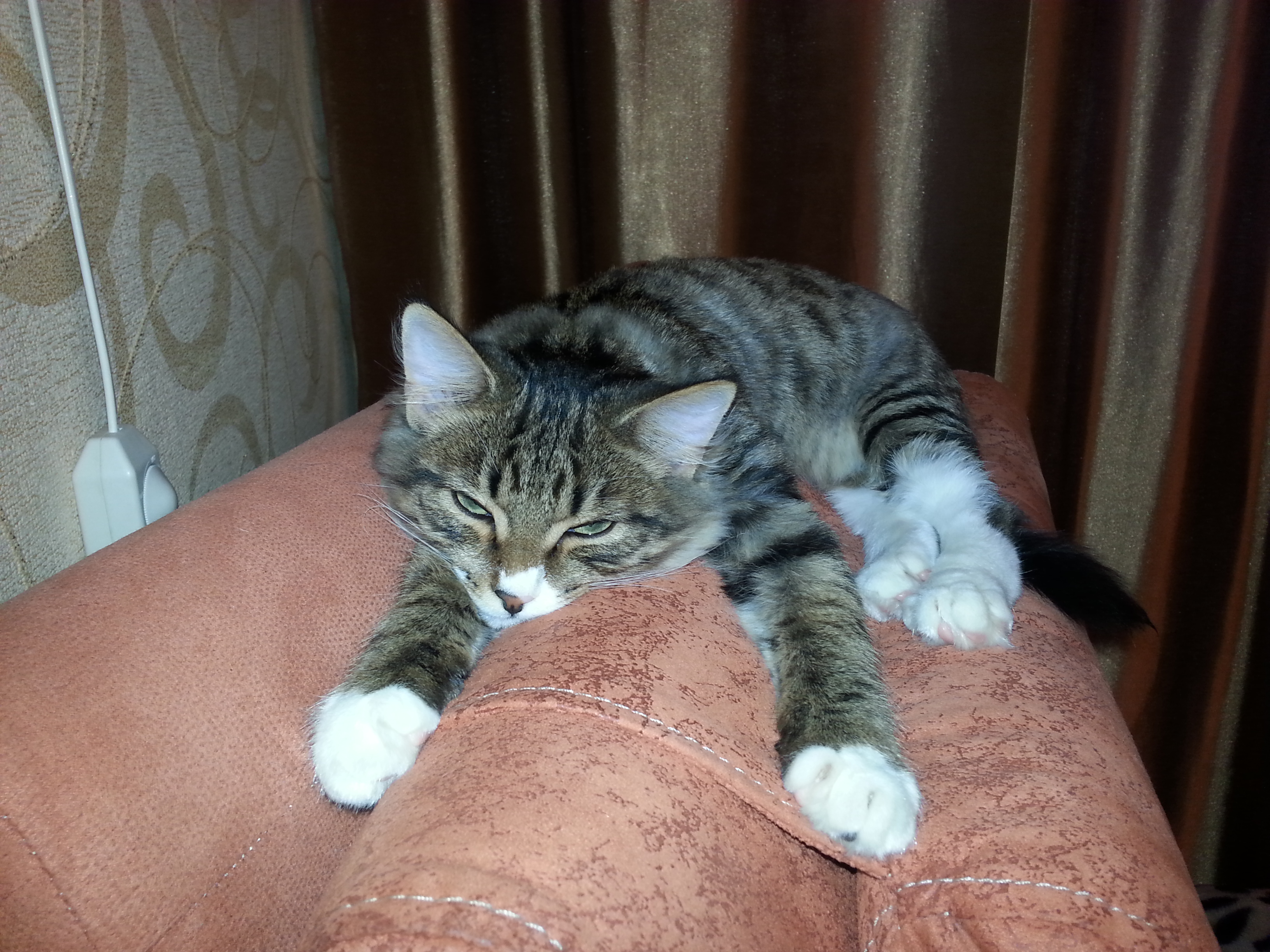 найди котега)))