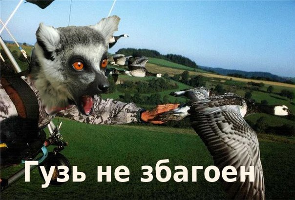 гузь не збагоен)))))