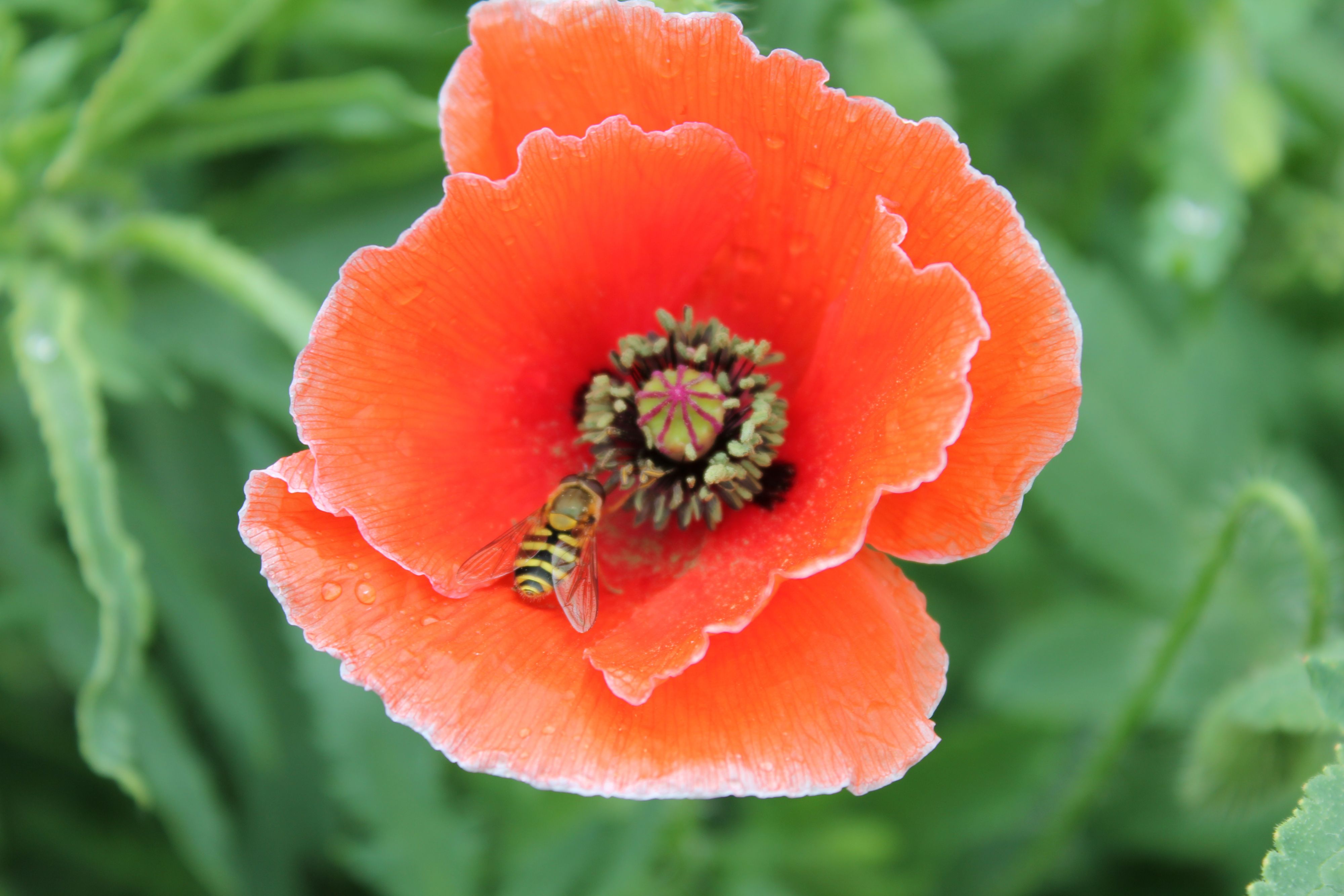 пчела-наркоманка