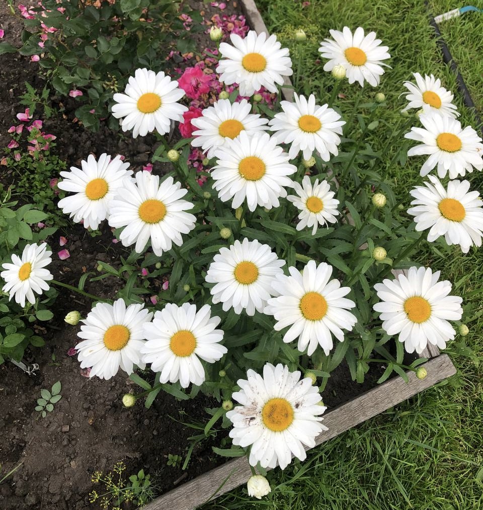 Середина лета…