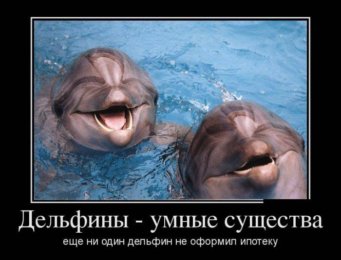 Умные дельфины