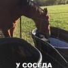 У соседа вкусней У соседа вкусней
