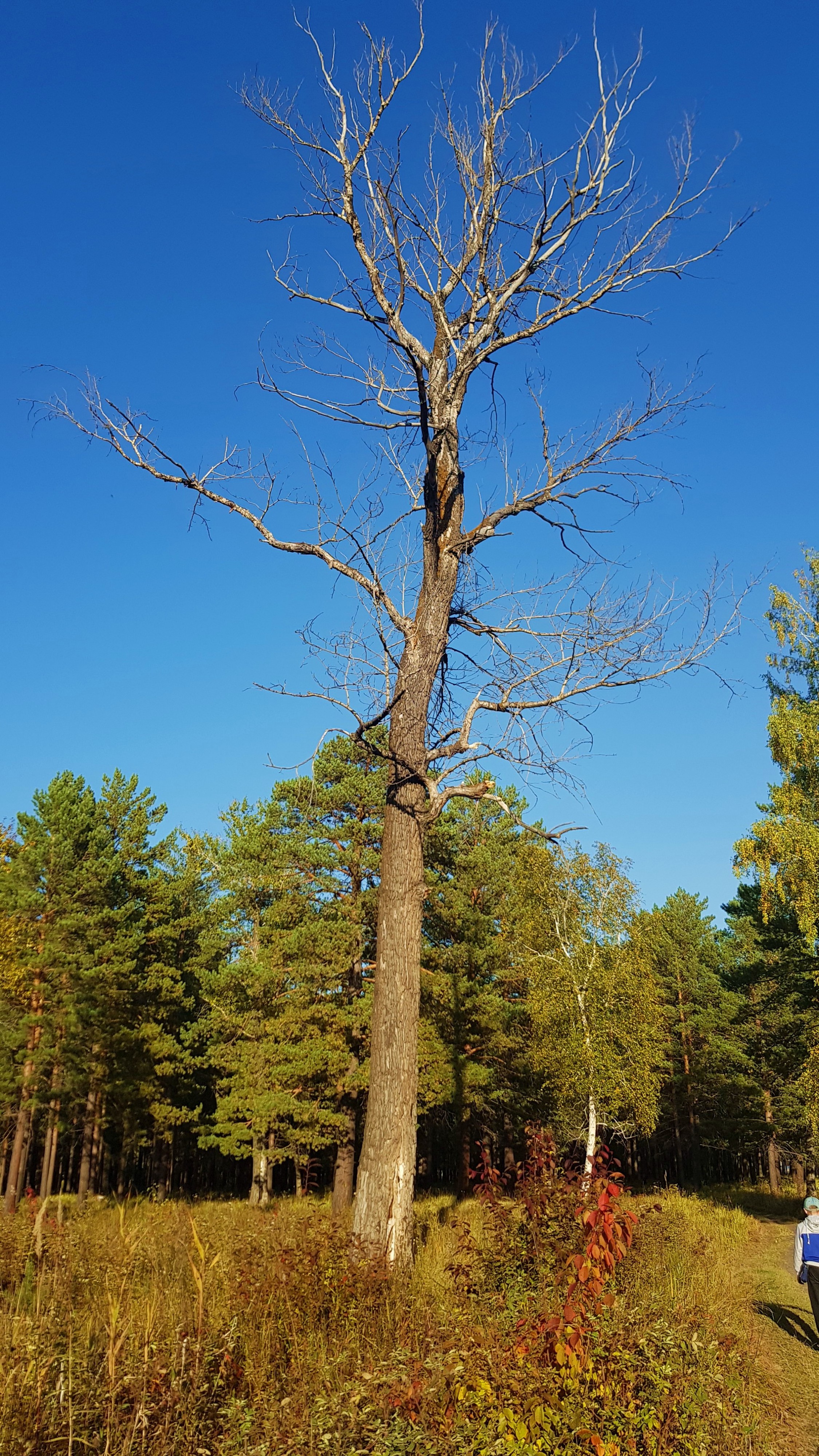 а вот оно - дерево))))))
