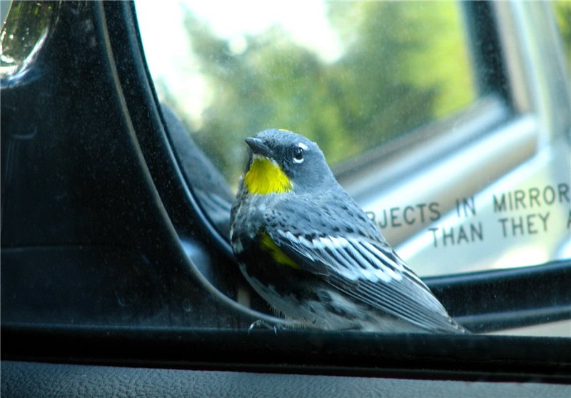 У нас таких птичек нет