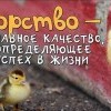 Упорство Упорство