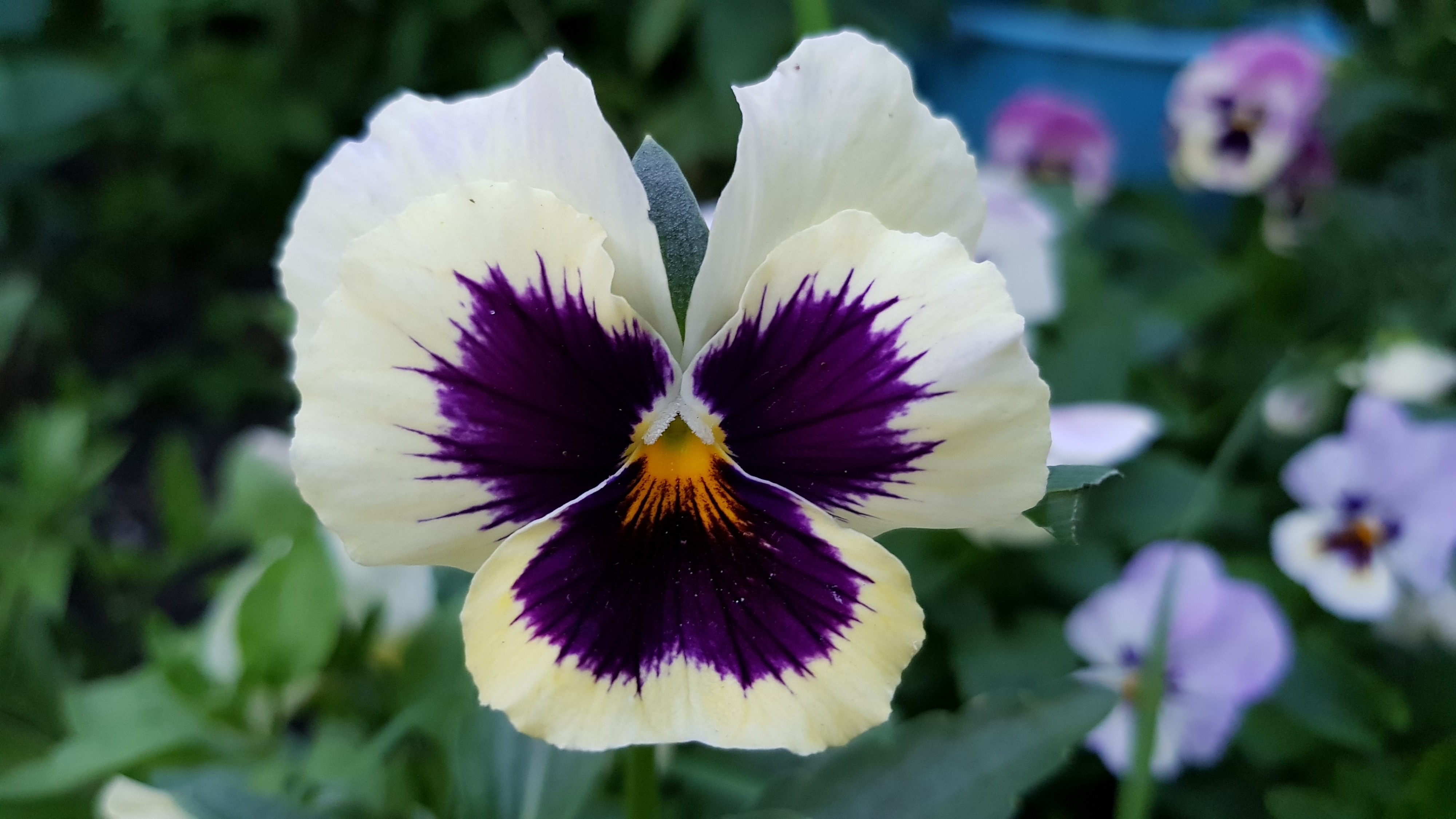 суровый цвитог))))