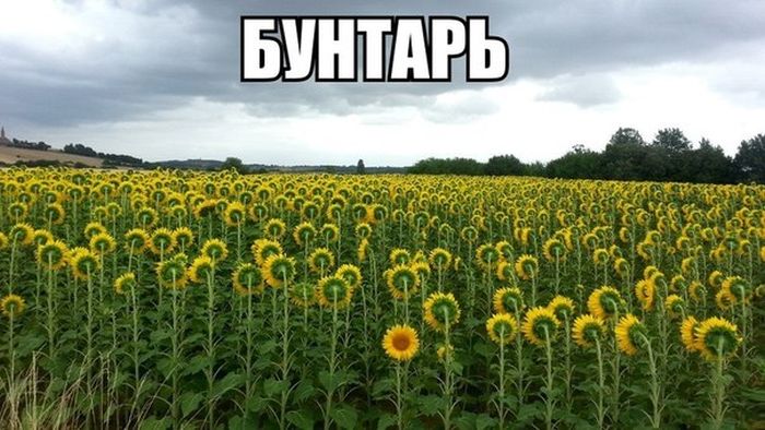 Бунтарь