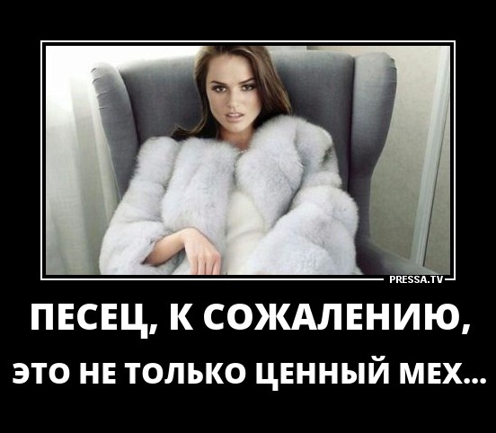 Песец