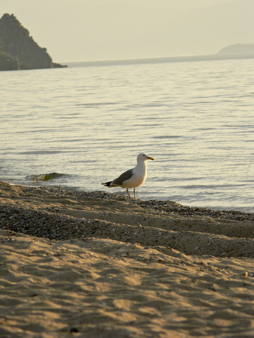 Зоркий глаз