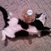 Кошка Кошка