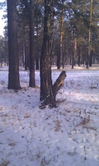 Вазбужденый тополь2))))) Вазбужденый тополь2)))))