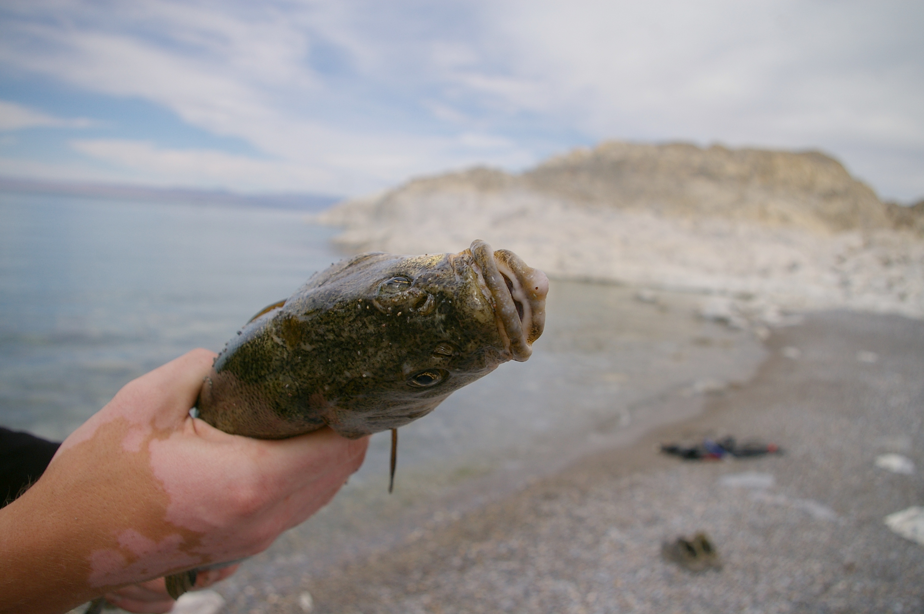 чудо-юдо-рыба-кит