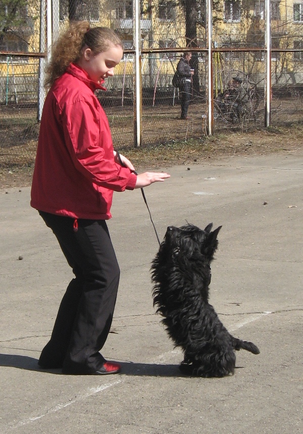 Скочтерьер Чаплин из ангарска