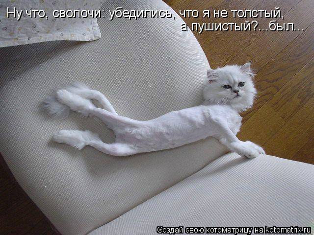 кот