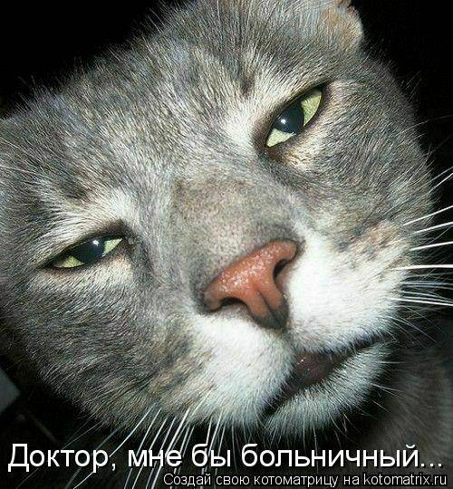 кот