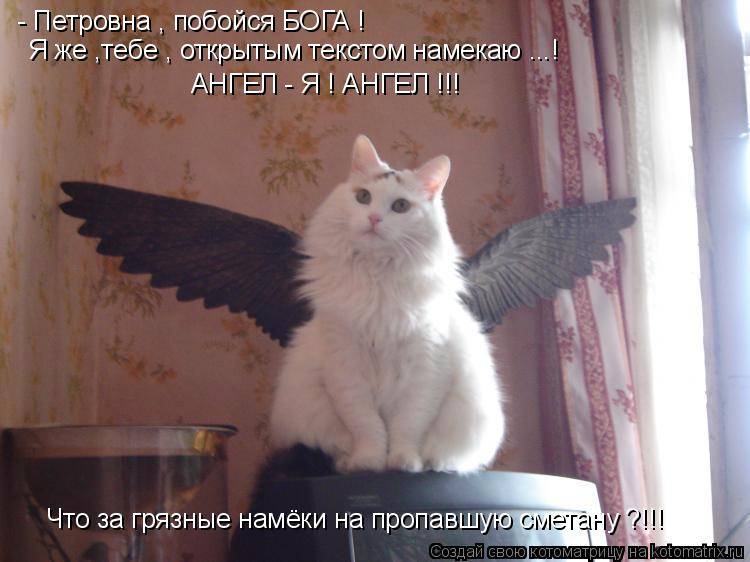 кот