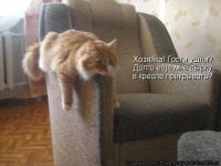 кот