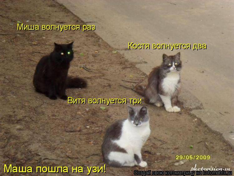 кот