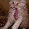 кот