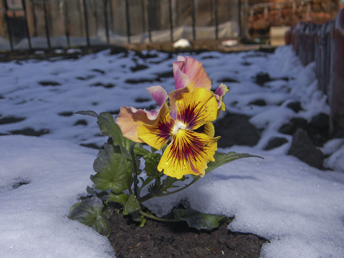 У нас на даче