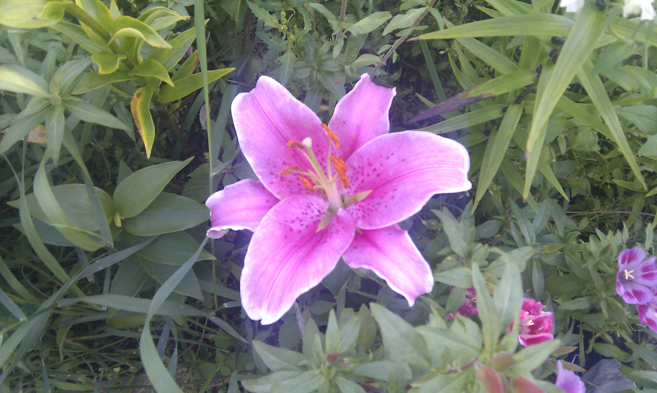 Цвиток...забыл как называеца)))))