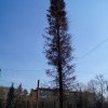 Пизанская пихта Пизанская пихта