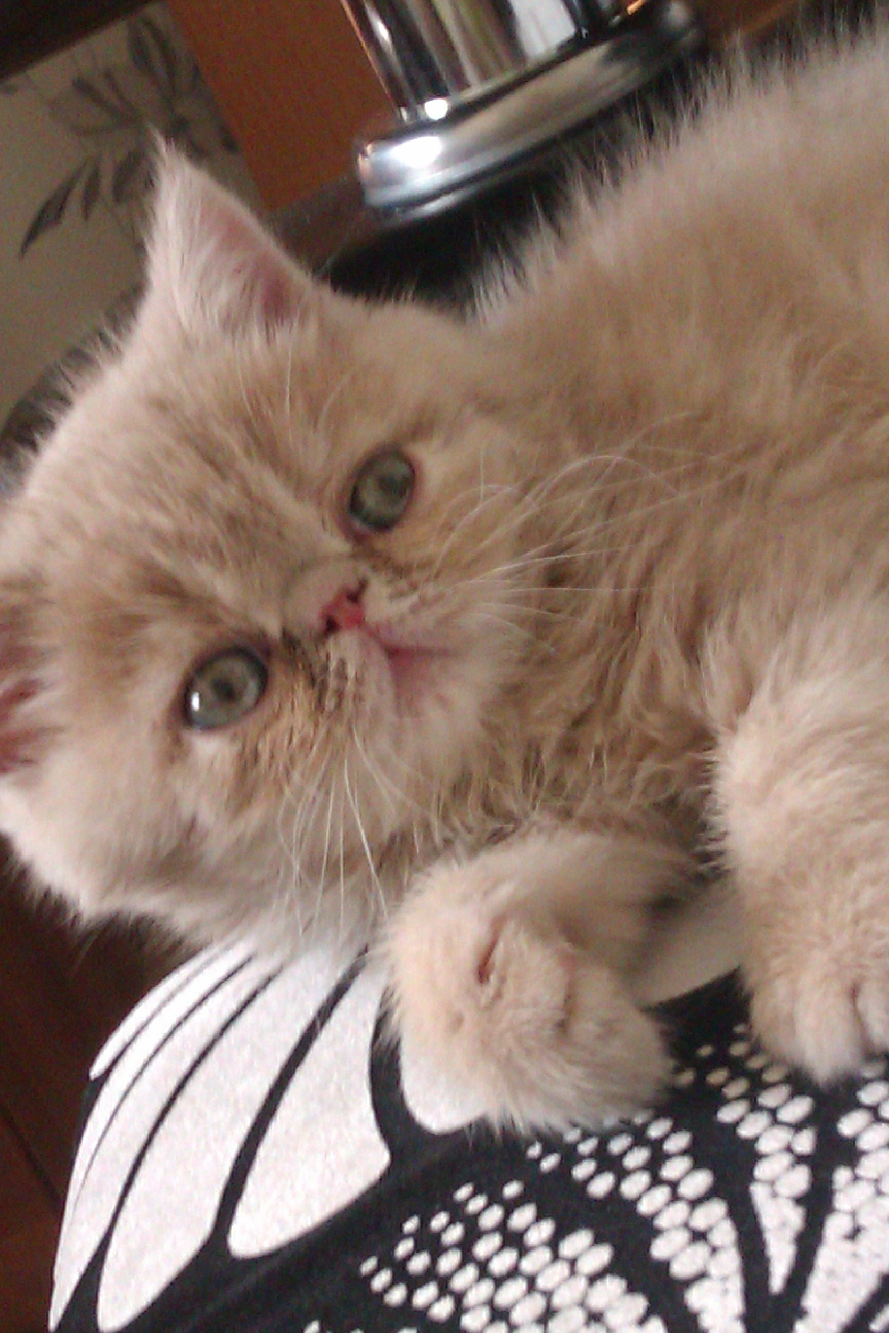 моя животинка