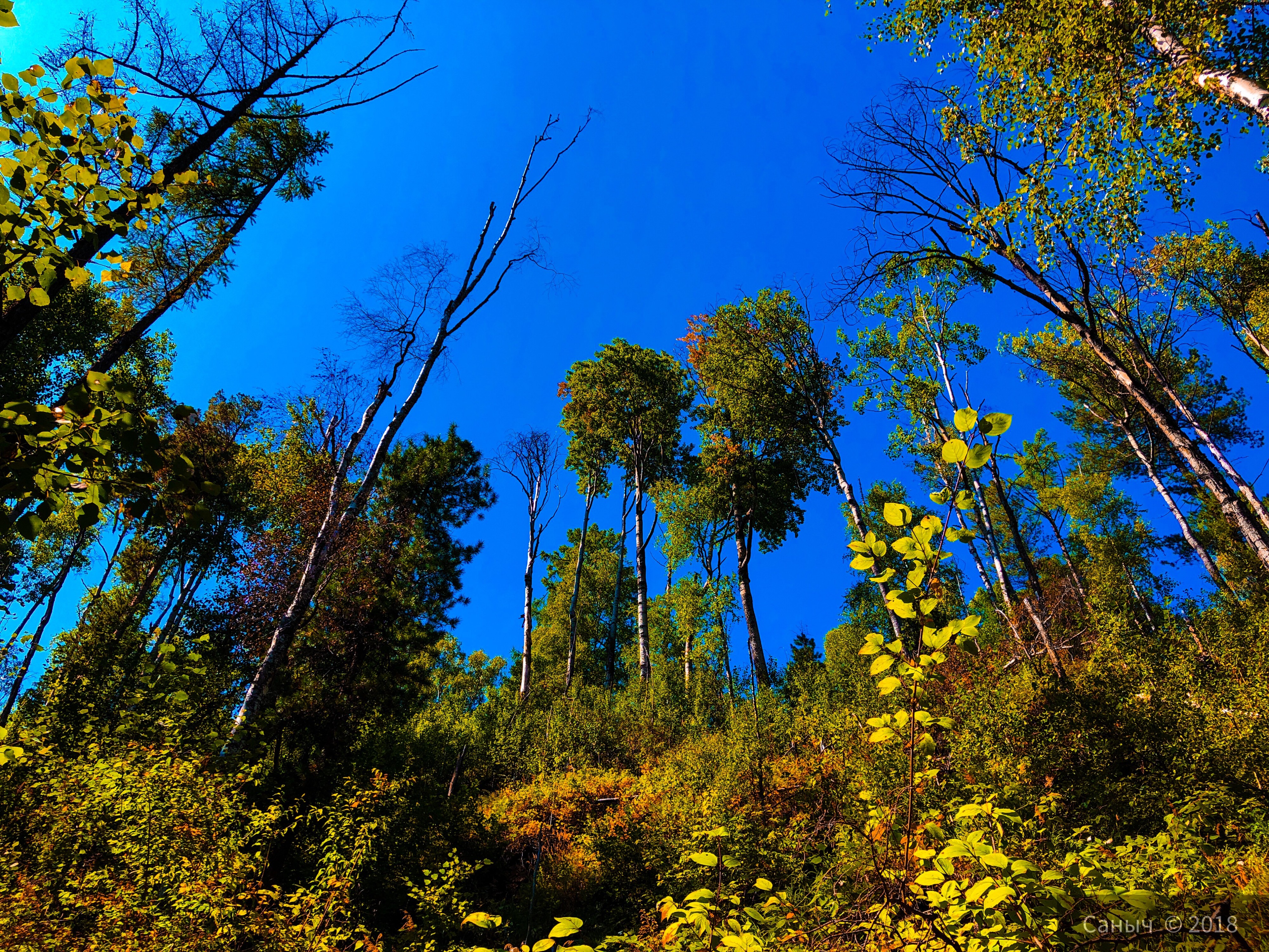 Дотянуться до небес...