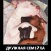 Дружная семейка Дружная семейка