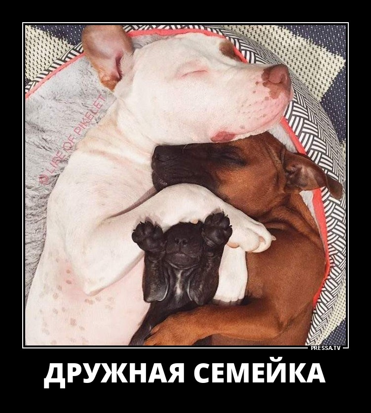 Дружная семейка