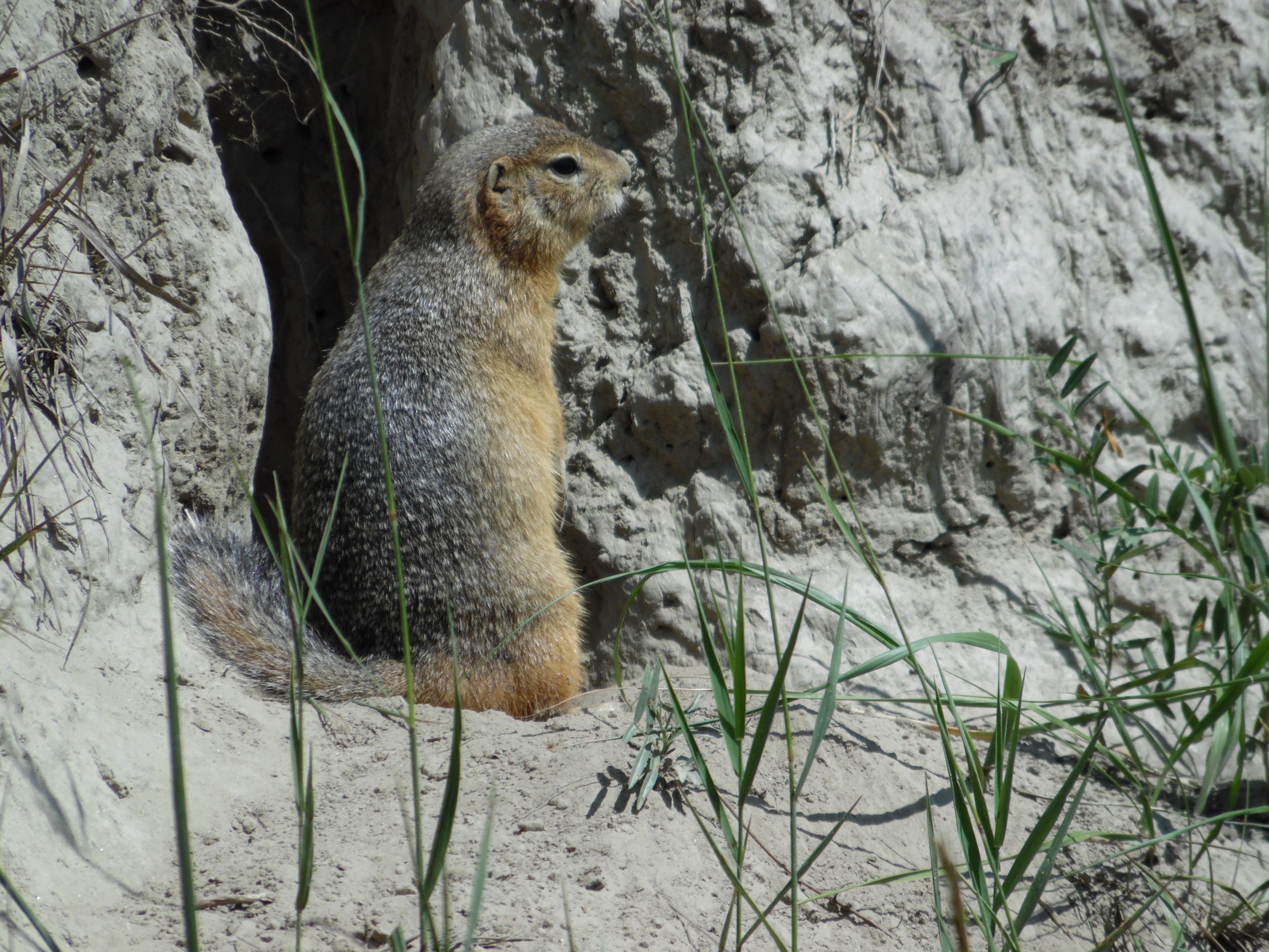 суслик на берегу р.Китоя 