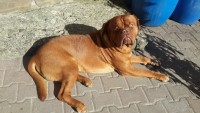 Цербер