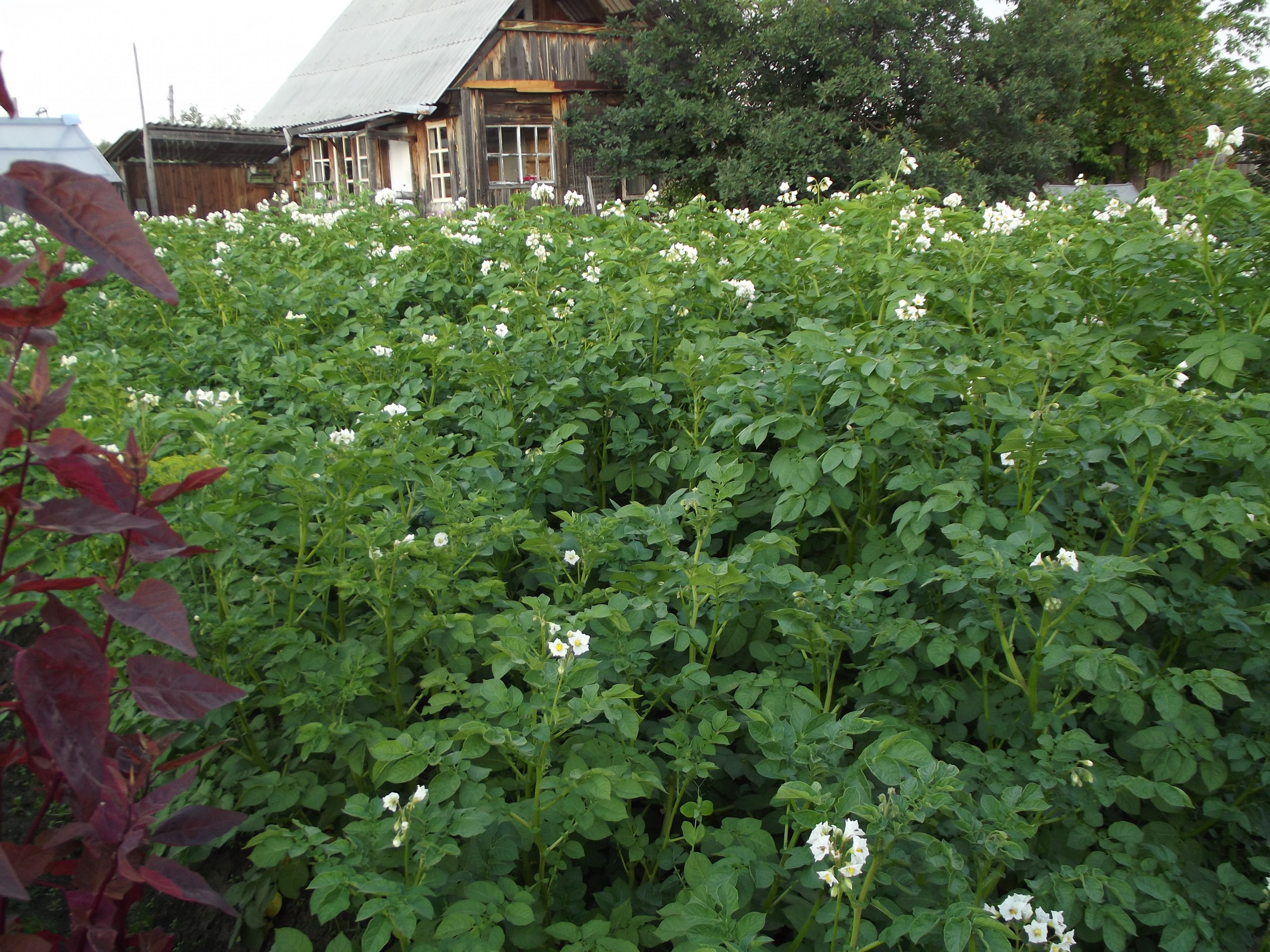Буйное колошение картохи