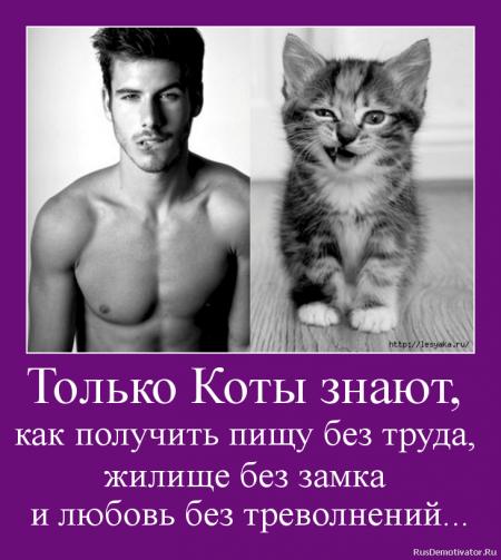 Только Коты знают...